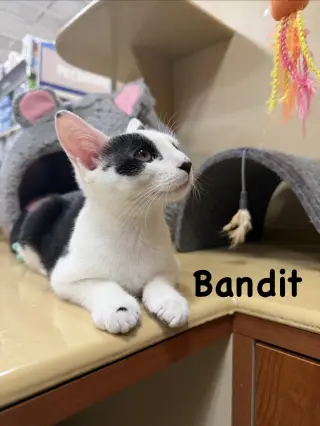 Bandit