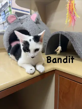 Bandit