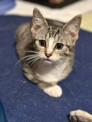 Maple
