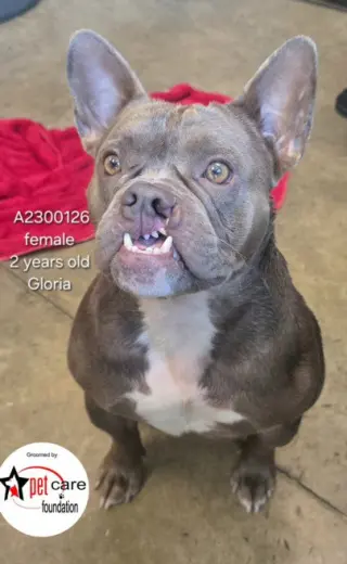 GLORIA