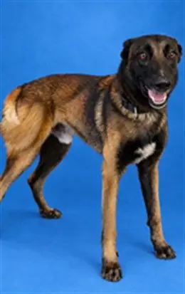 MARLO