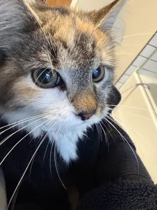 Ember