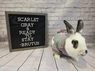 Brutus