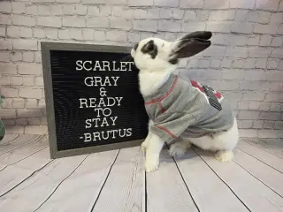 Brutus