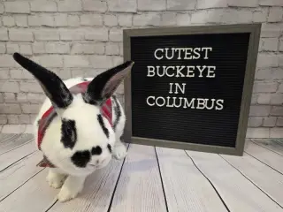 Buckeye