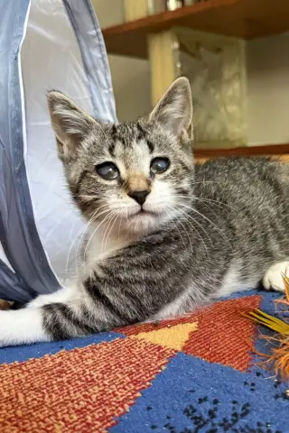 Tippy