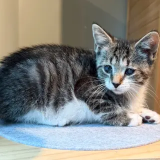 Tippy