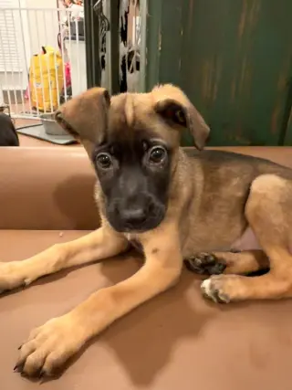 Bowie