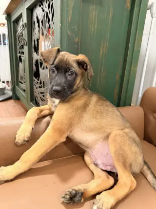 Bowie