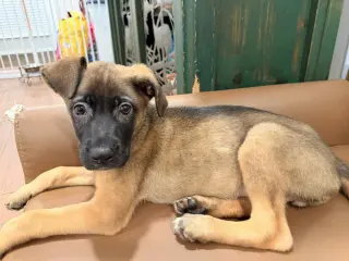 Bowie