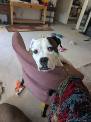 Max Love (Chester)