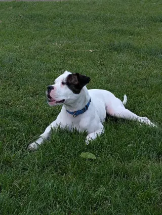 Max Love (Chester)