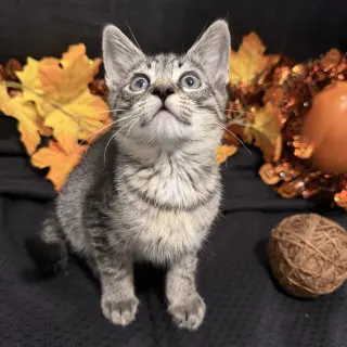 Fritz