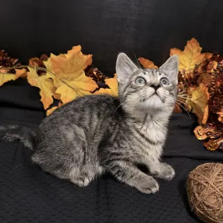 Fritz