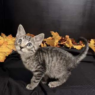 Fritz