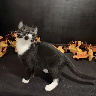 Murphy