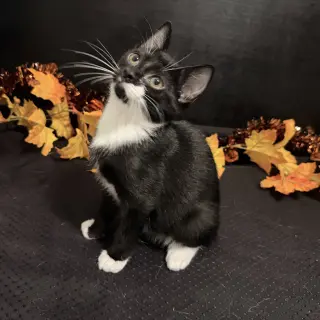 Murphy