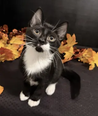 Murphy