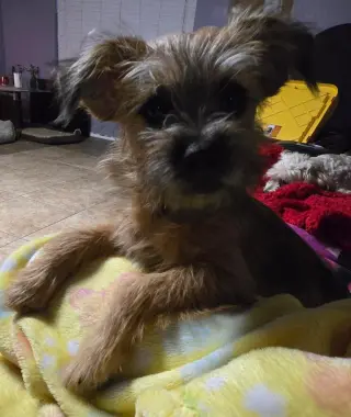 Freda