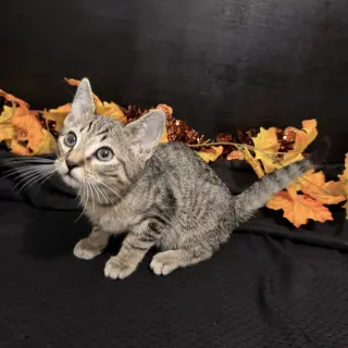 Fergus
