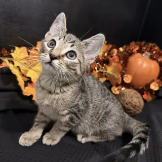 Fergus