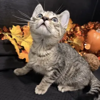 Fergus