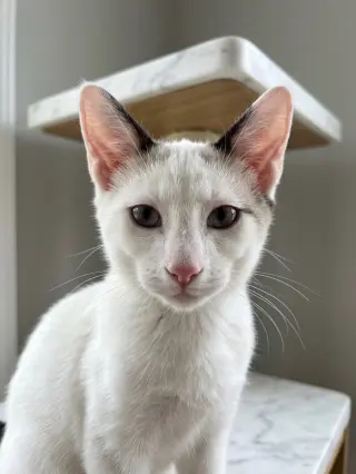Dusty