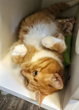 Cooper