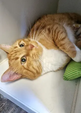 Cooper