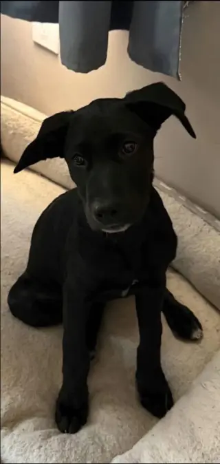 Lila