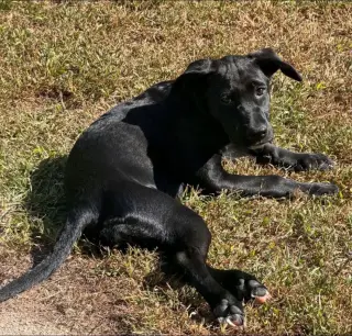 Lila