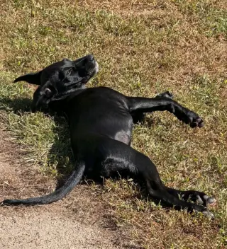 Lila