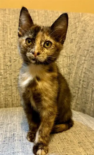 TIA