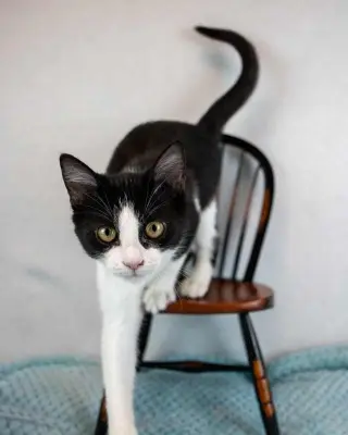 Pixie