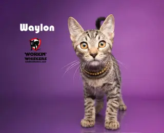 WAYLON