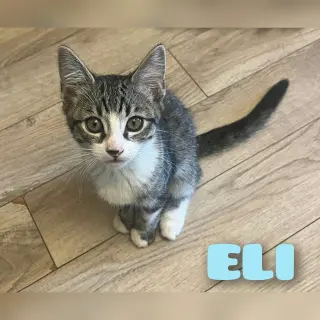 ELI