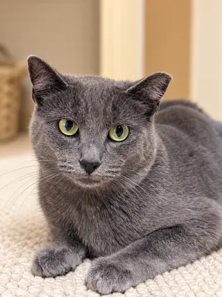 Katie Napa Petco