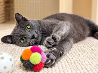 Katie Napa Petco
