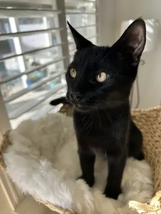 MOCHA TRUFFLE