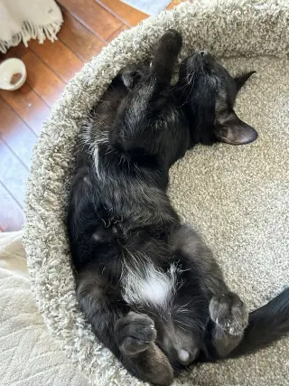 MOCHA TRUFFLE