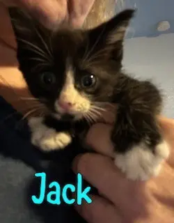Jack