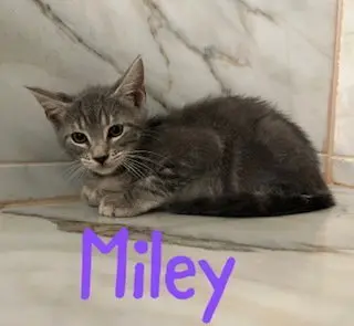 Miley
