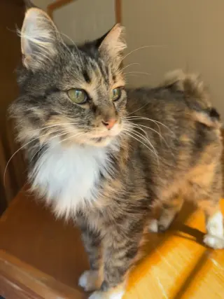 Rikki