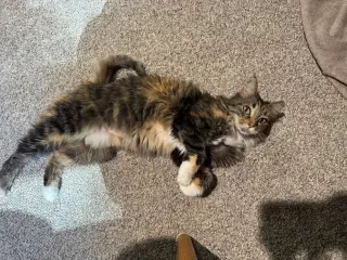 Rikki