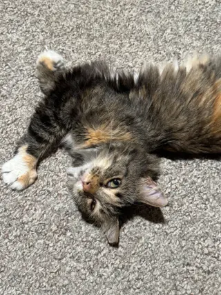 Rikki