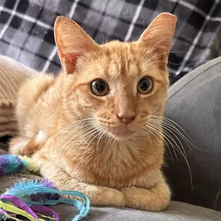 Enzo