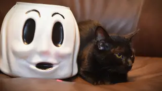 Boo