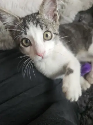Roscoe