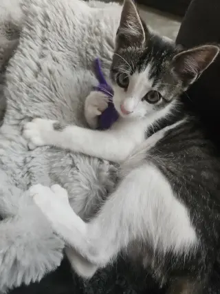 Roscoe