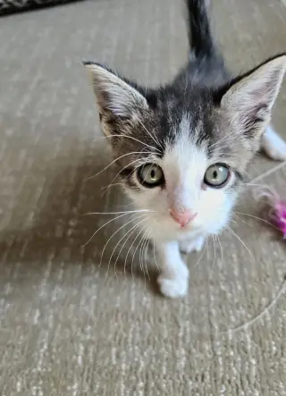 Roscoe